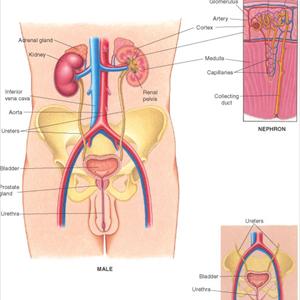 Inflamed Bladder Causes - How To Recognize And Treat UTI