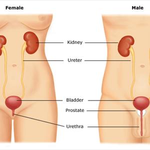 Causes Of Bladder Inflammation Bloggers - Excessive Sex With Excessive Alcohol Creates Urinary Tract Infection In Women