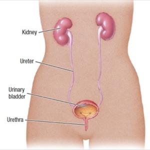 Kidney Urinary Tract Infection - UTI Symptoms And Treatment For Men 