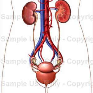 Urinary Tract Infection Males - Hypnotherapy Treatment For Paruresis &Amp; Shy Bladder Syndrome