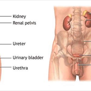 Urinary Tract Infection Pain - You Have Asked About Turmeric And Urinary Tract Infection