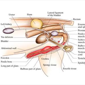 Overthecounter Meds For Uti - D-Mannose - The Best Alternative For The Cure Of UTI