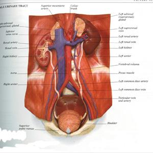 Reoccuring Urinary Tract Infections - Cranberry Benefits More Than The Urinary Tract