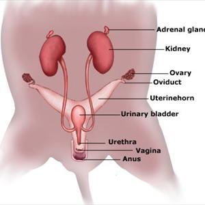 Causes Of Bladder Inflammation Tips - Treatment For Uti - 10 Facts To Help You Cure Your Urinary Tract Infection Today