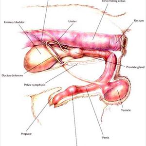 Bladder Infection Cures - Remedies For Urinary Tract Infection- Natural Remedy Or Antibiotics To Cure U.T.I