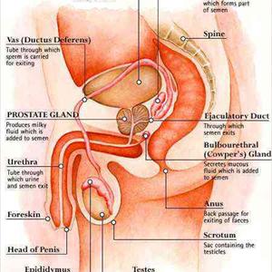 Prevention Of Urinary Tract Infection - Bladder Pain In Pregnancy: Types Of Abnormalities