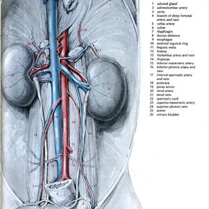 Signs Of A Urinary Tract Infection - Cures For UTI - 7 Secrets To Treat Urinary Tract Infections