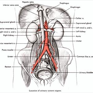 Signs Urinary Tract Infections - Urinary Tract Remedy - Can Your Diet Really Cure A Urinary Tract Infection