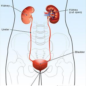 Uti Uribiotic Formula - Problems During Urination - Needs Attention