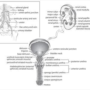 Symptoms Uti - Irritable Bladder: What Is It? How To Avoid It?