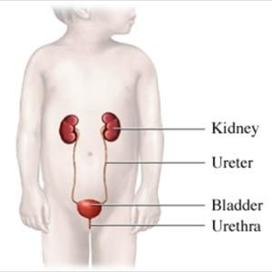 Uti Infection - Achieve Bladder Control Naturally