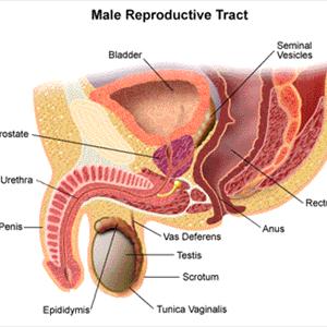 Urinary Tract Infection X27 - Acidic Diet For Urinary Tract Infections- How Certain Acids Naturally Cure U.T.I