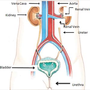 Ciprofloxacin For Uti - How Does The Bacterium Invade The Urinary Tract?