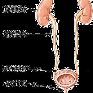 Painful Urination Causes - Saw Palmetto